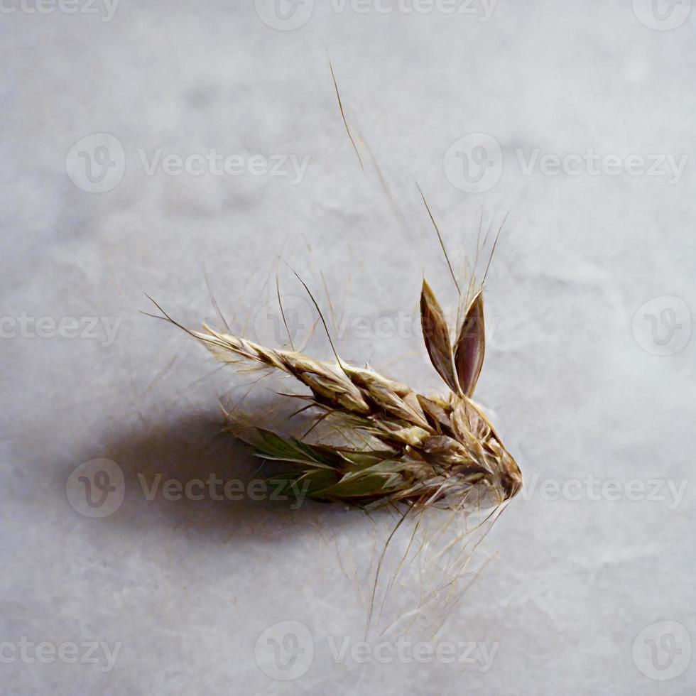 White background with ear of rye photo