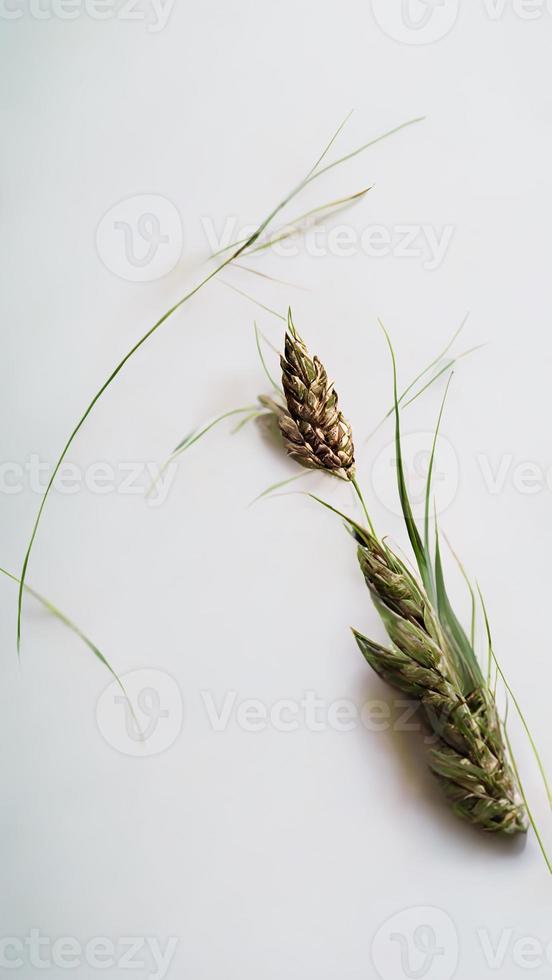 White background with ear of rye photo