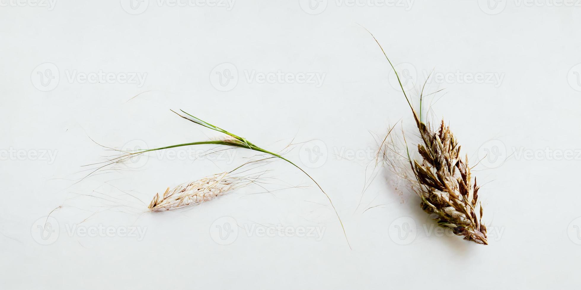 White background with ear of rye photo