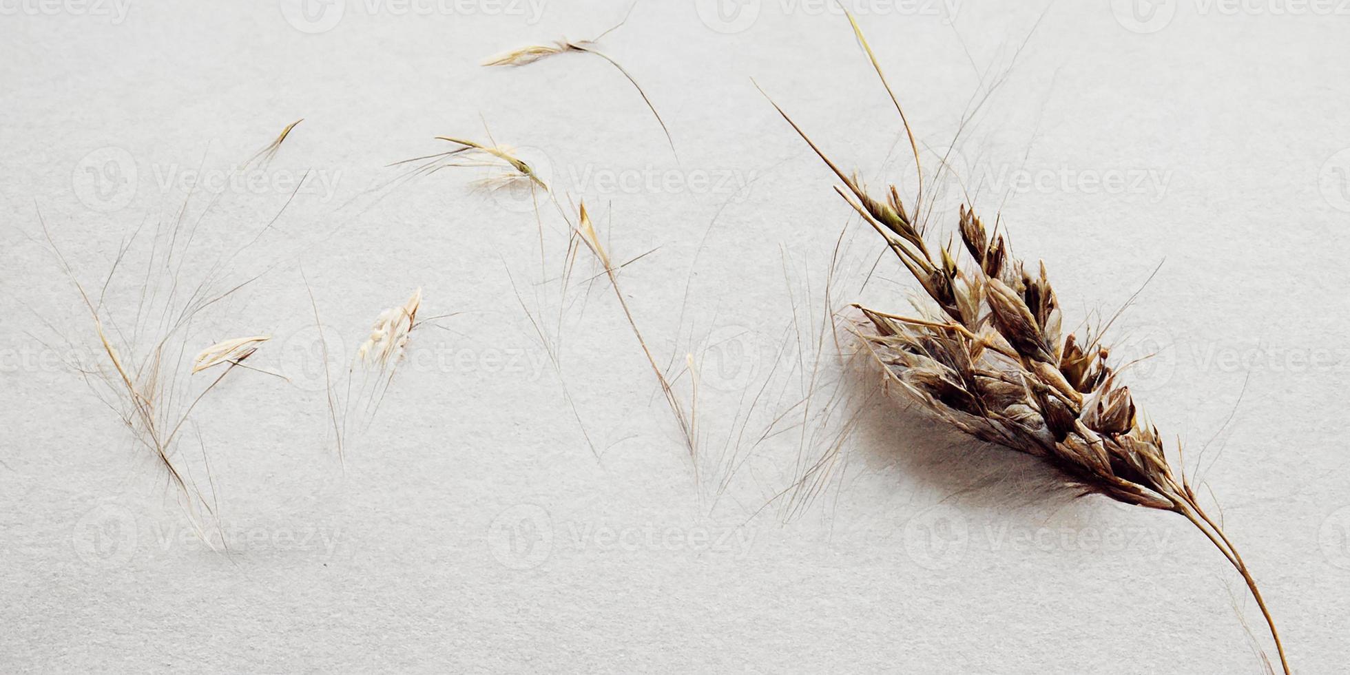 White background with ear of rye photo