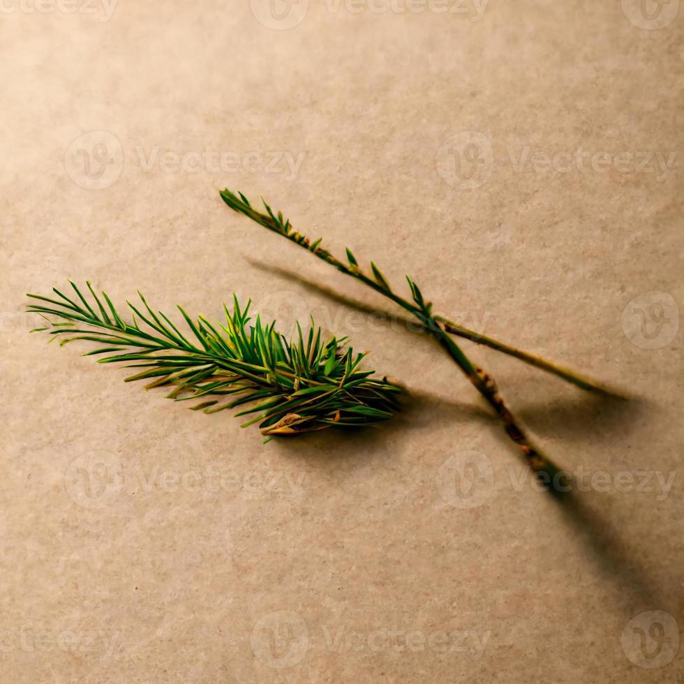 Beige background with a fir branch photo