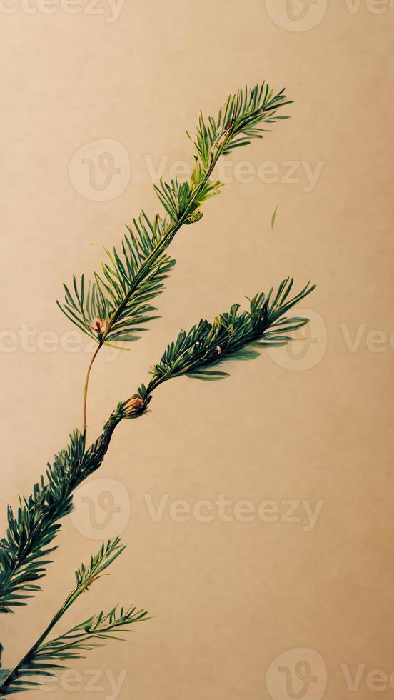 Beige background with a fir branch photo