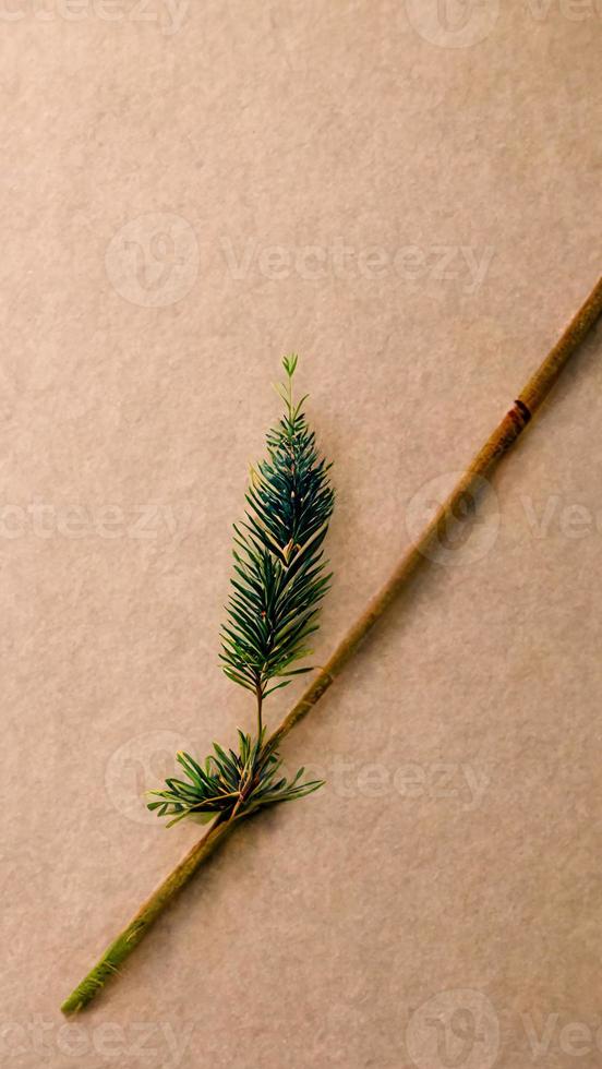 Beige background with a fir branch photo