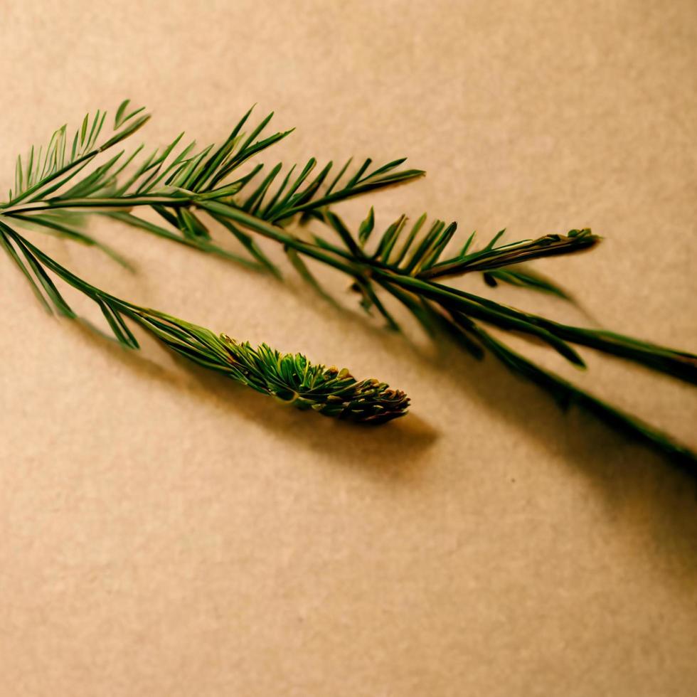 Beige background with a fir branch photo