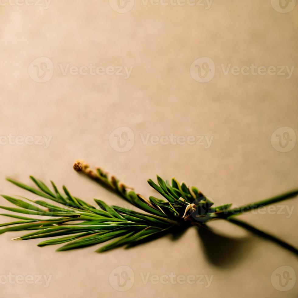 Beige background with a fir branch photo