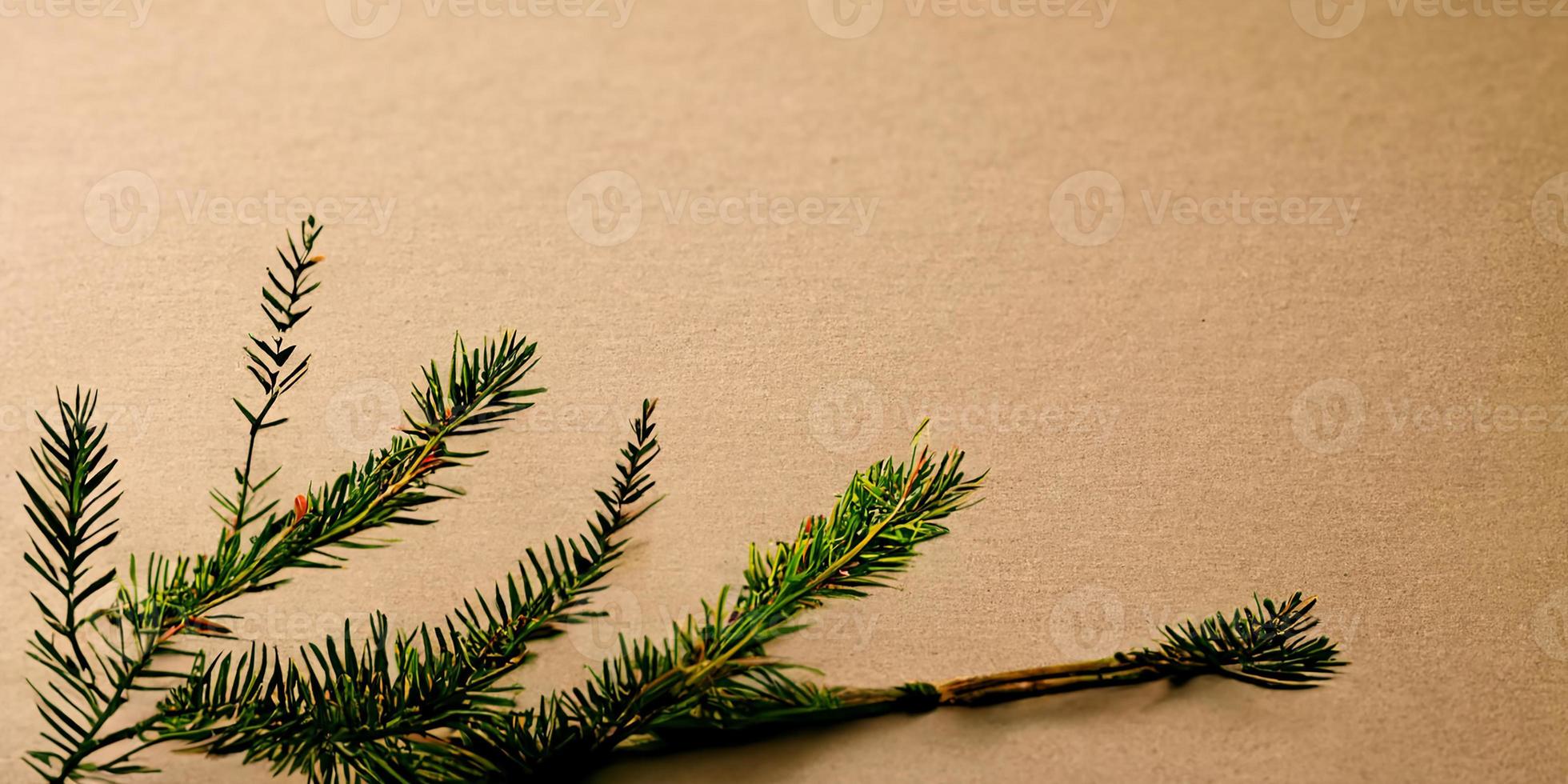Beige background with a fir branch photo