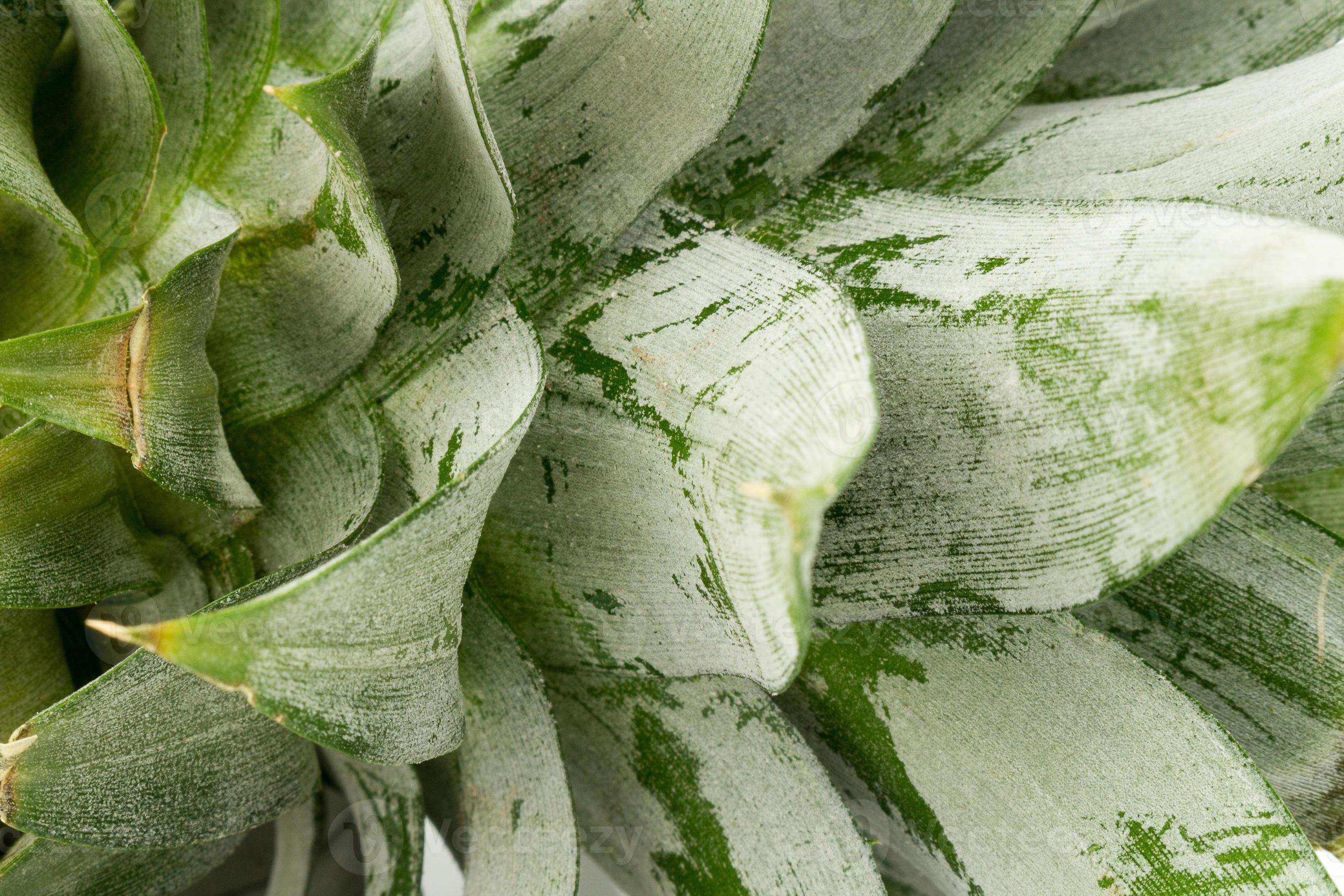 pineapple leaf closeup 11699795 Stock Photo at Vecteezy