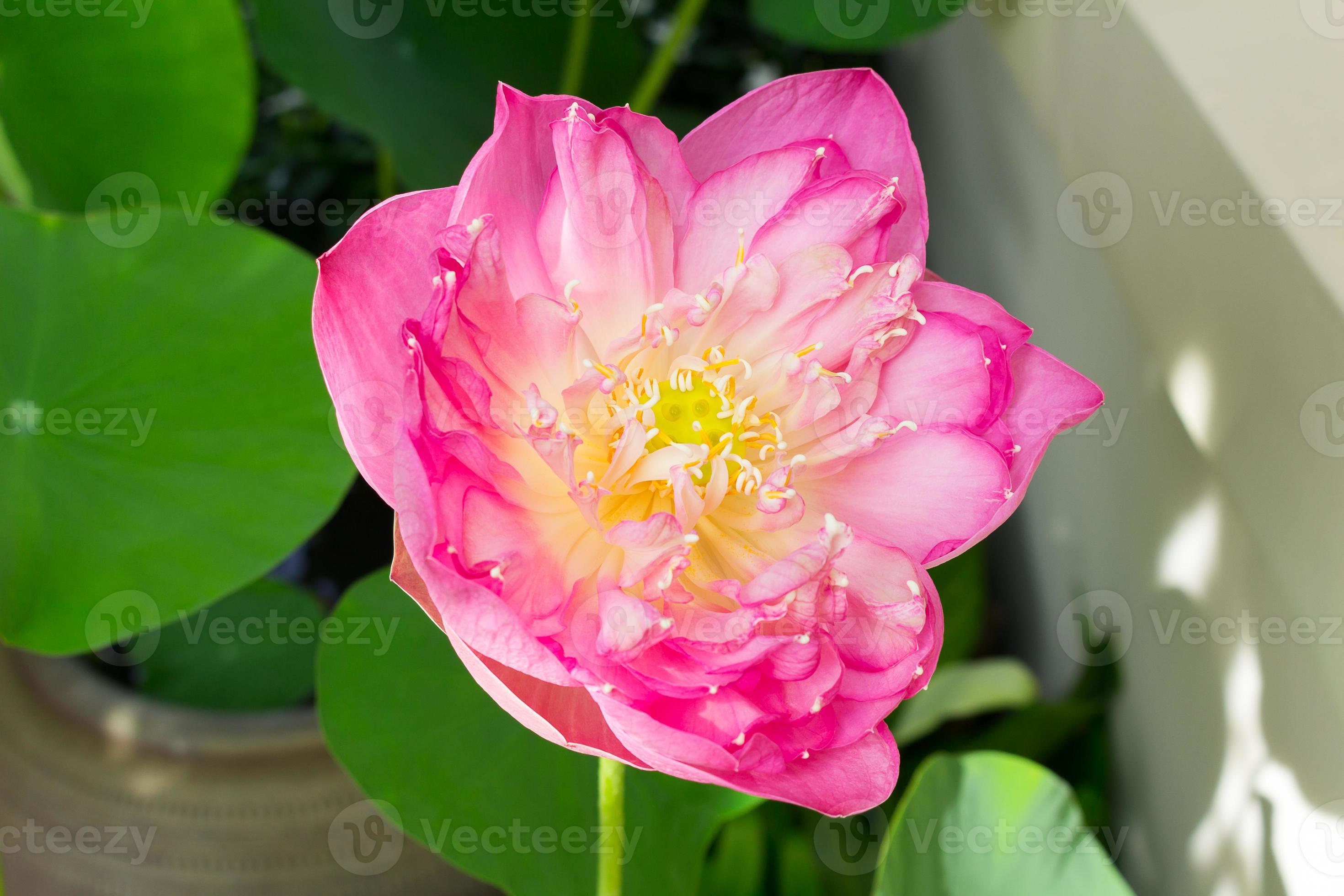 Lotus Flower In Full Bloom Symbolizing