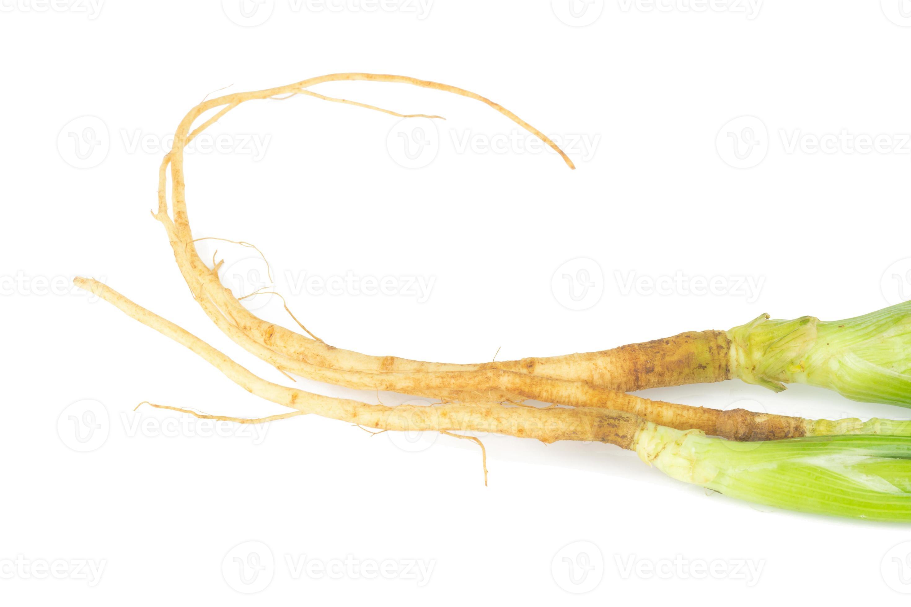 Dill with Roots Isolated on White Background. closeup roots 11701076