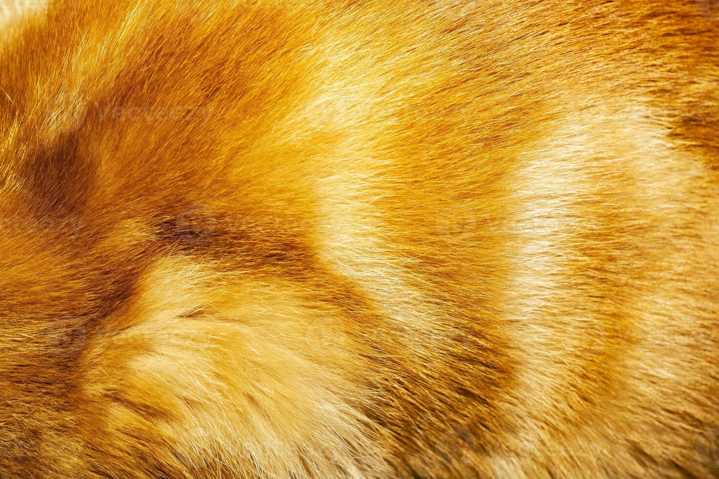 Red Cat Fur Texture 11701448 Stock Photo at Vecteezy