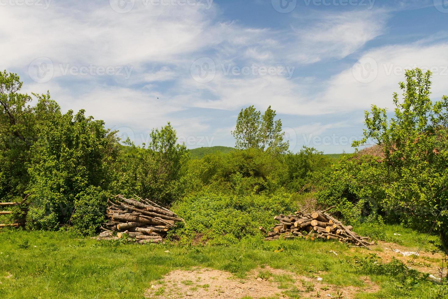 Forest  in Istanbul photo