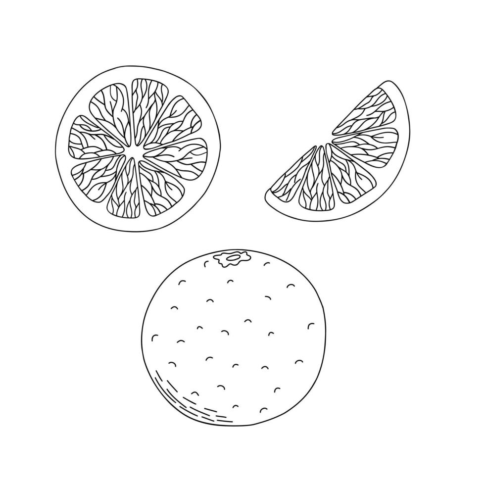 Orange fruit set outline vector illustration food collection, hand drawn elements of organic food, slices and entire citrus, healthy vitamin exotic fruit, holiday time fresh dessert