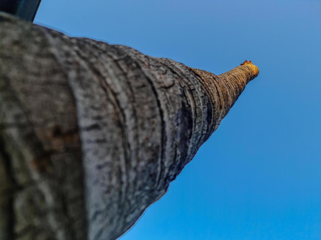 corona de oro sobre materia en descomposición foto