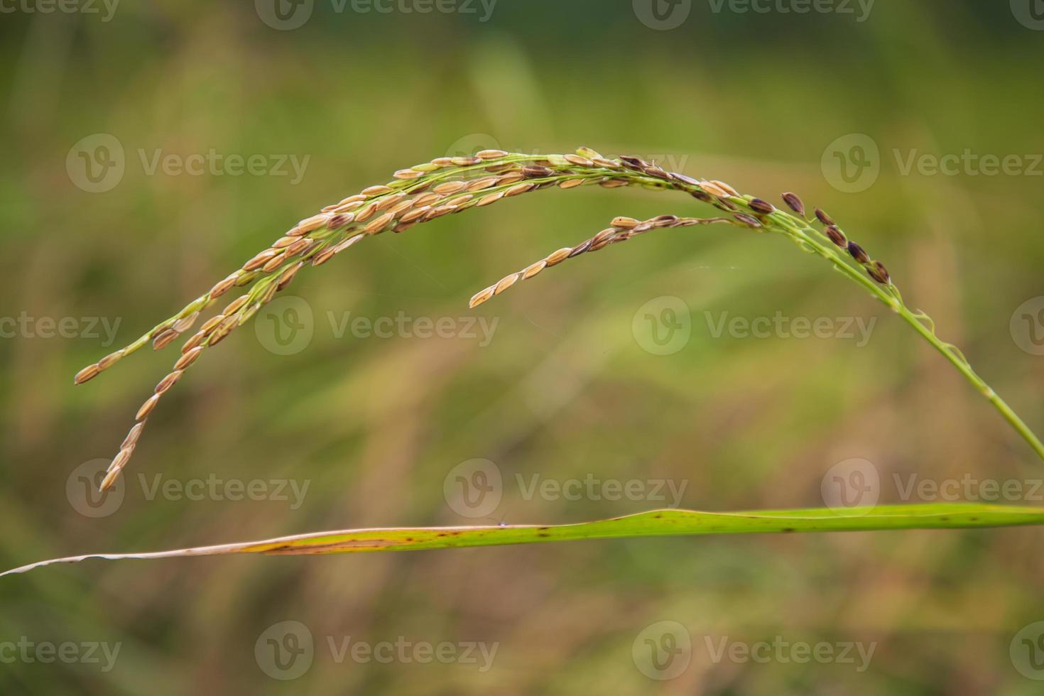 Ripe Golden Paddy rice spike with the blurry background photo