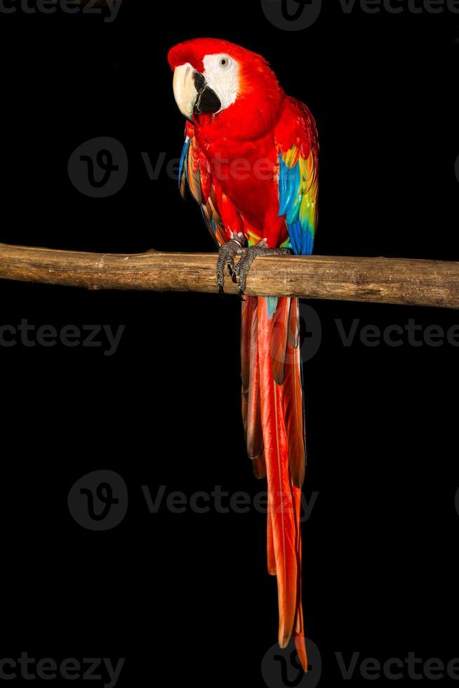 guacamayo rojo sobre negro foto