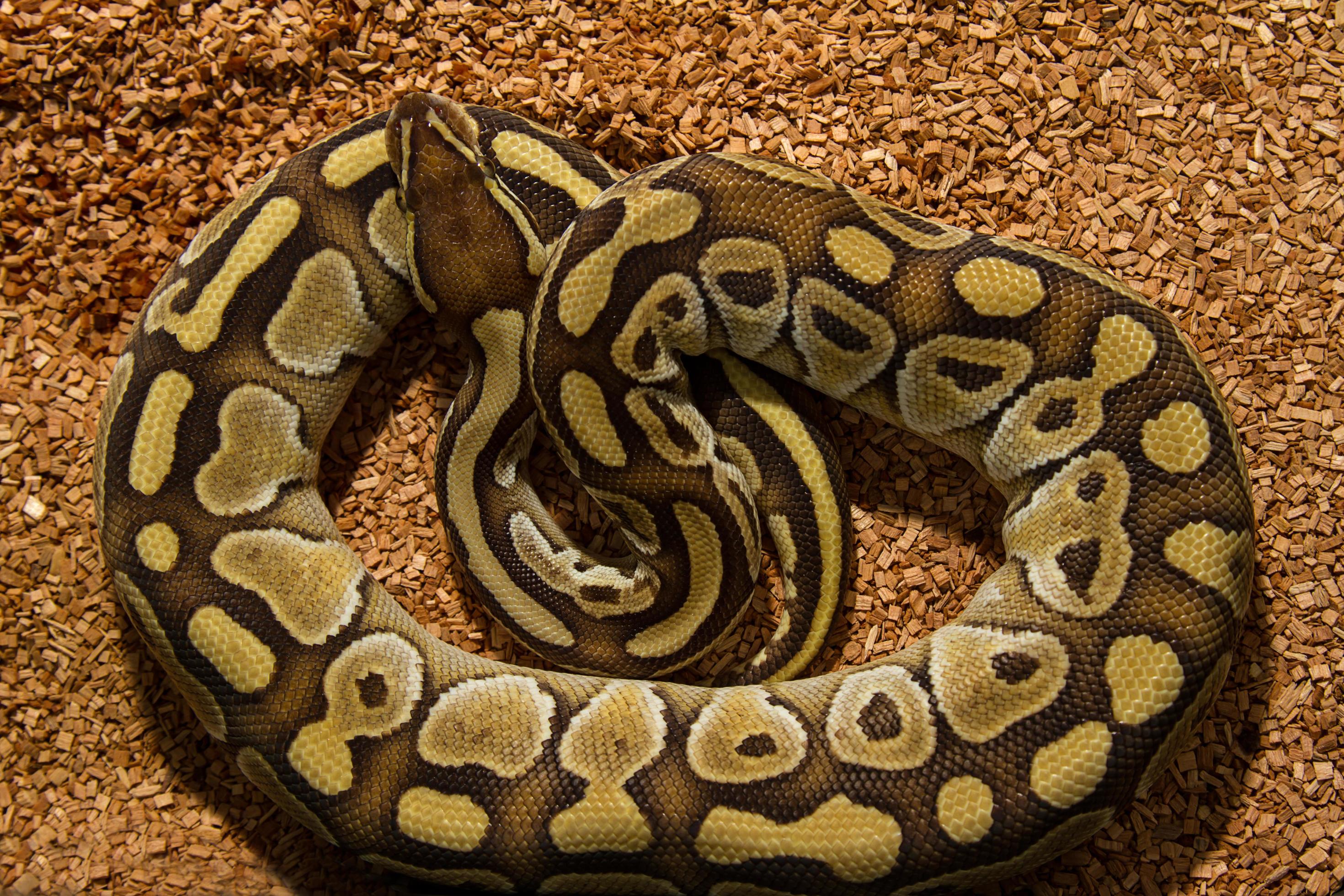 Ball Python Snake 11702130 Stock Photo at Vecteezy