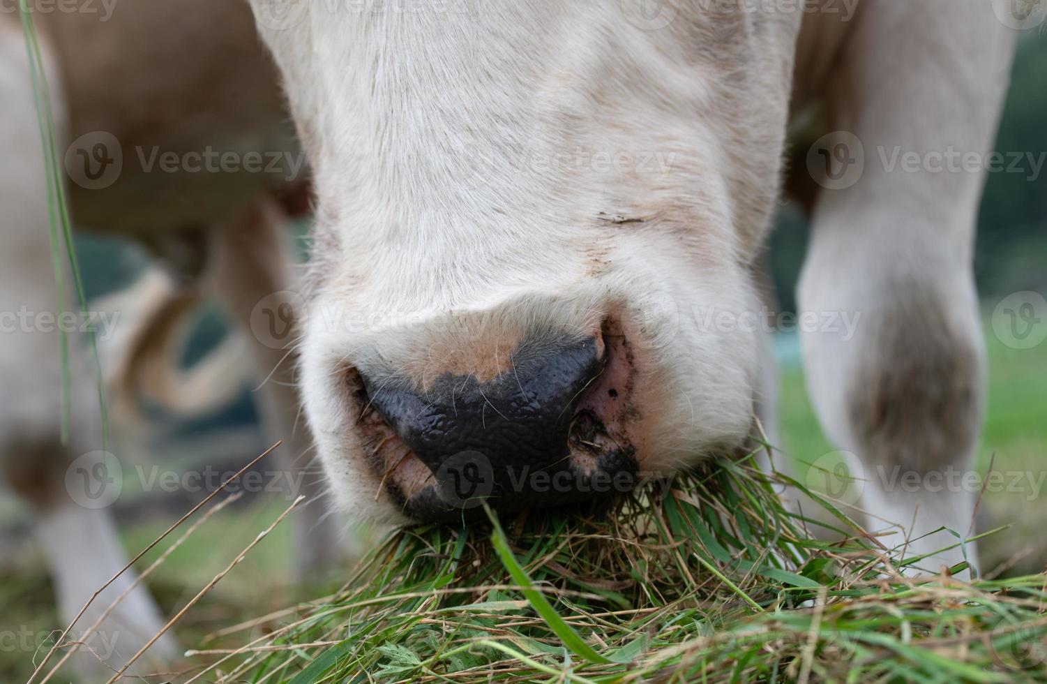 Close-up of the muzzle of a fair-haired cow eating green grass in the meadow. photo