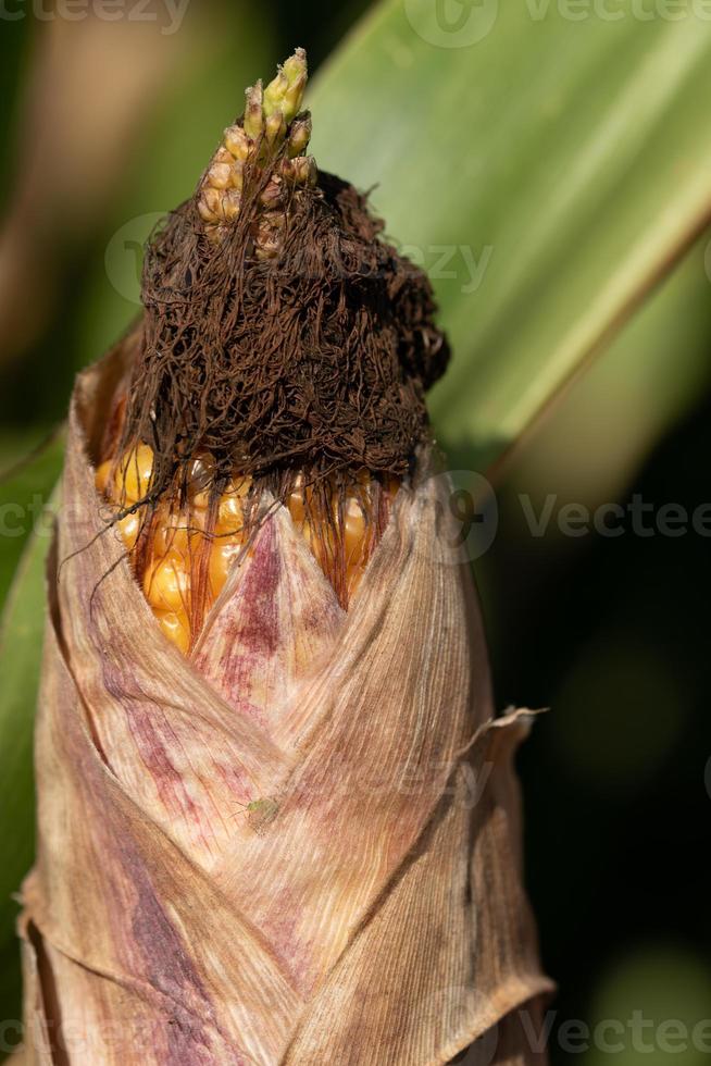 Portrait closeup of the top of a ripe cob of corn growing in the field photo
