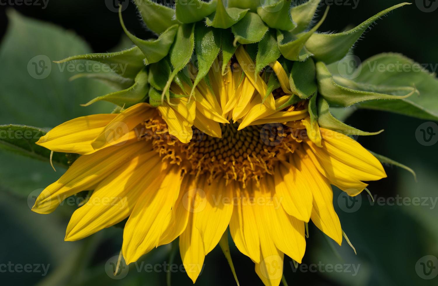 Close-up of the blossom of a sunflower half open in nature in the field. photo