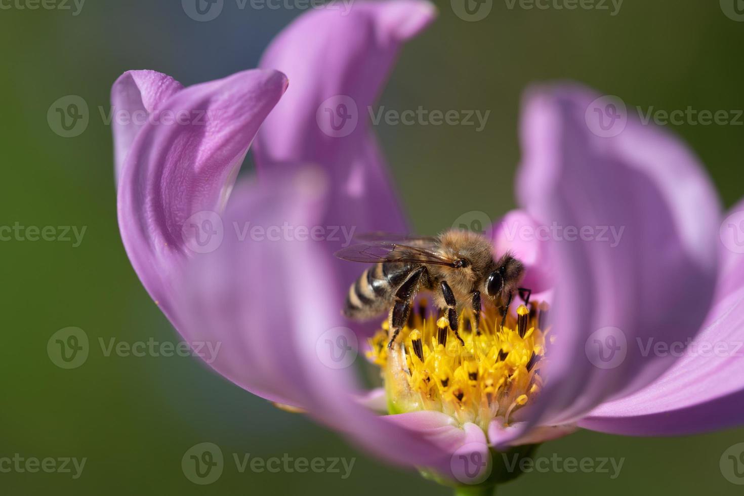 Close-up of a honey bee sitting on yellow pollen amidst a pink flower. The bee is looking for food. The background is green. photo