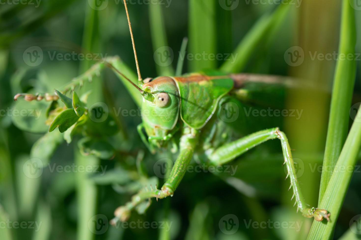 Close-up of a green cricket hiding in the thick grass. You can see the faceted structure of the eyes. photo