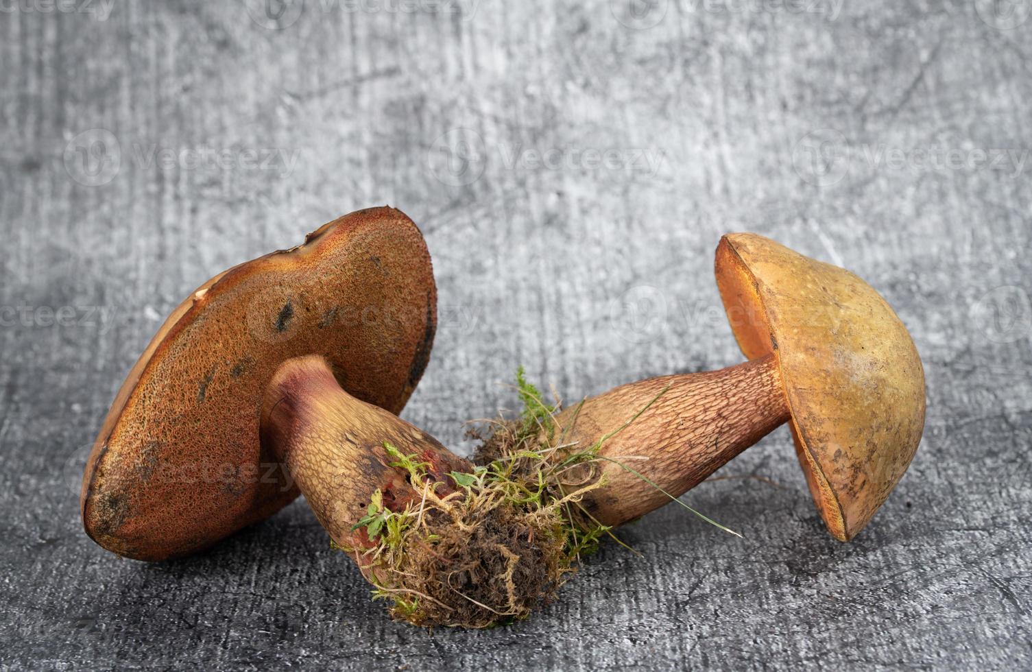 Close-up of two blue witch boletes lying side by side against a gray background. Moss and earth still cling to the stems. photo