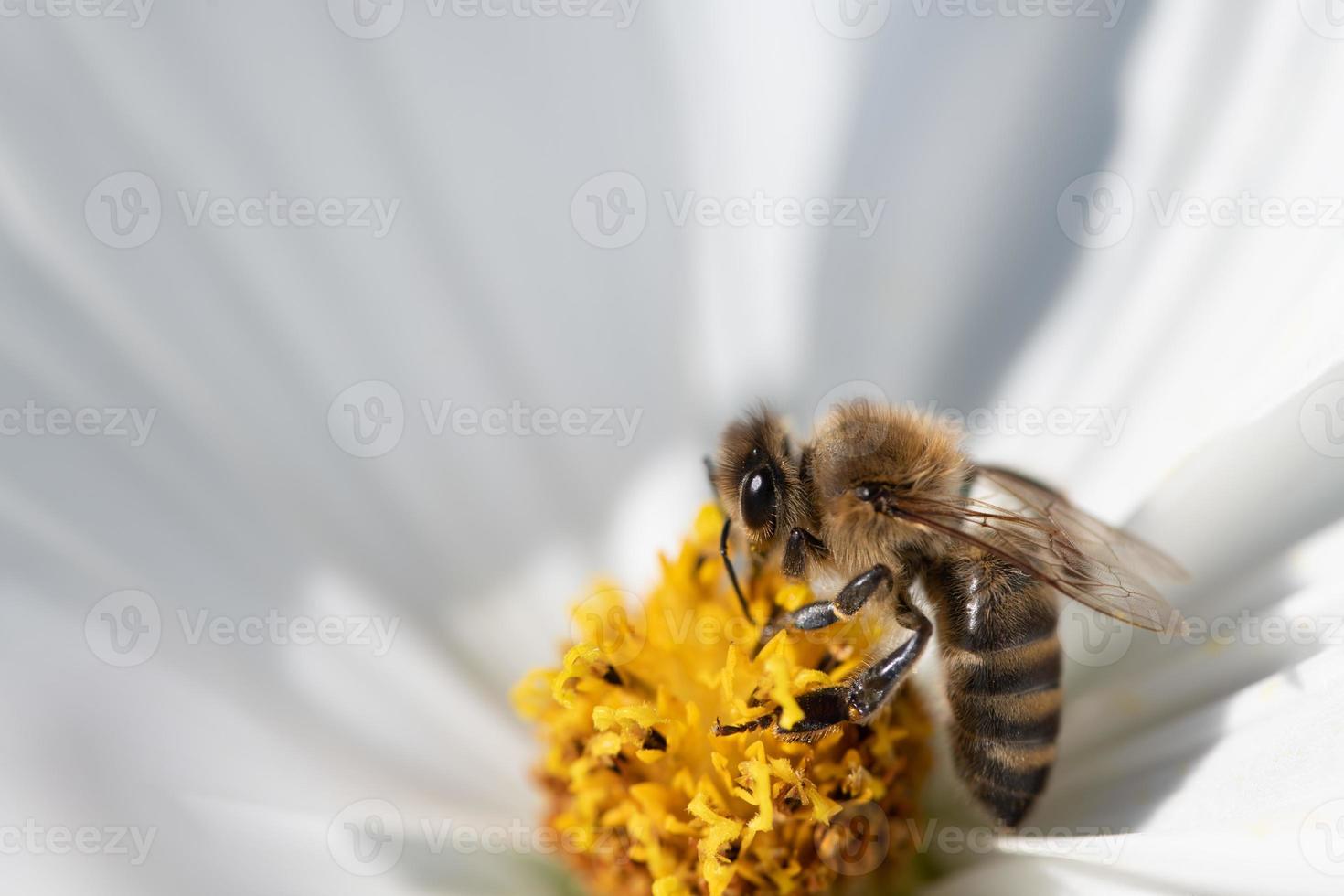 Close-up of a honey bee sitting on yellow pollen amidst a white flower. The bee is looking for food. The background is white. photo