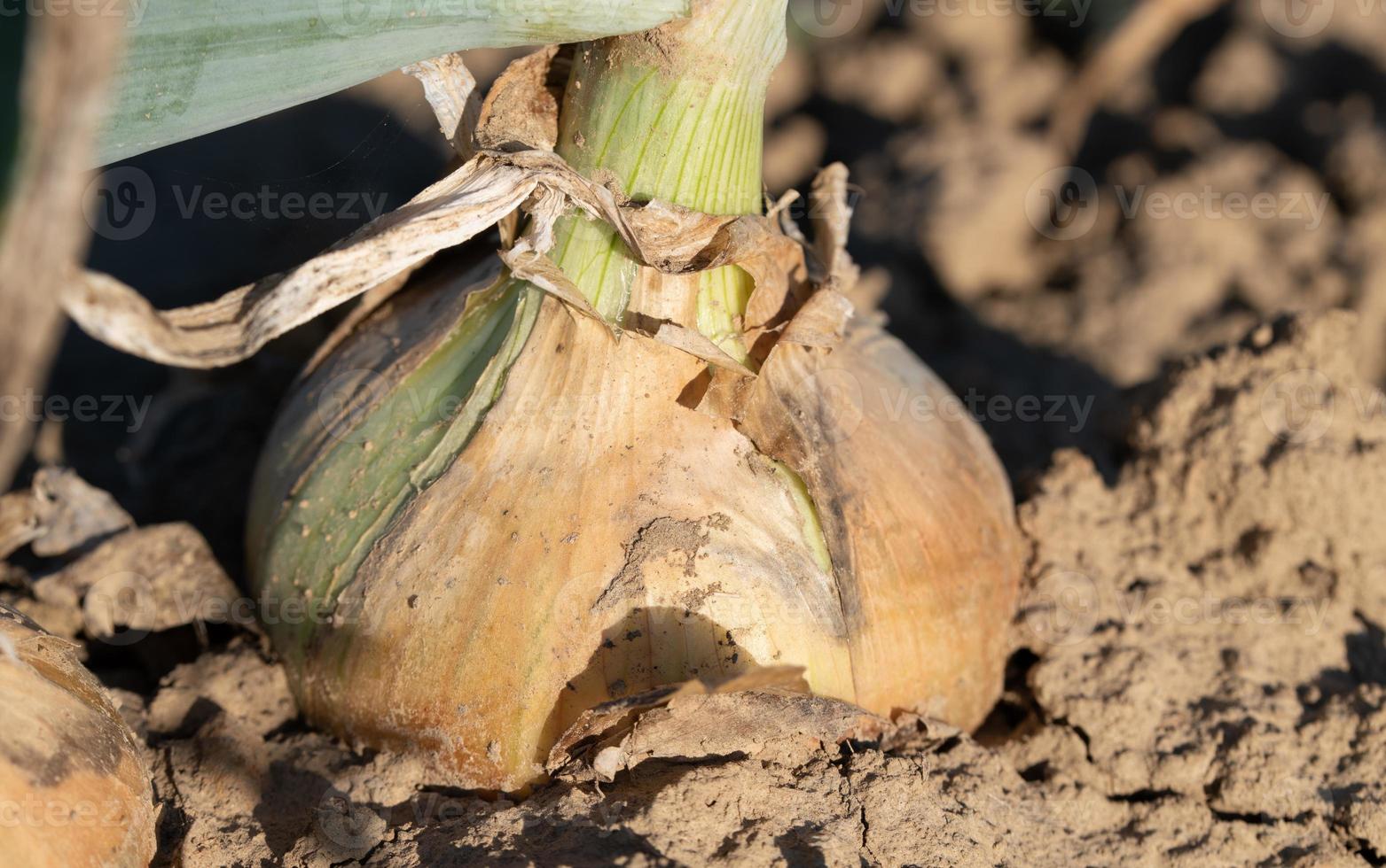 Close-up of an onion growing in the field. The onion is almost ripe. photo