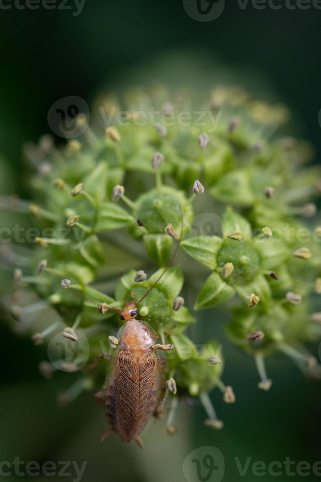 Close-up of a small brown cockroach perched on an ivy flower. photo