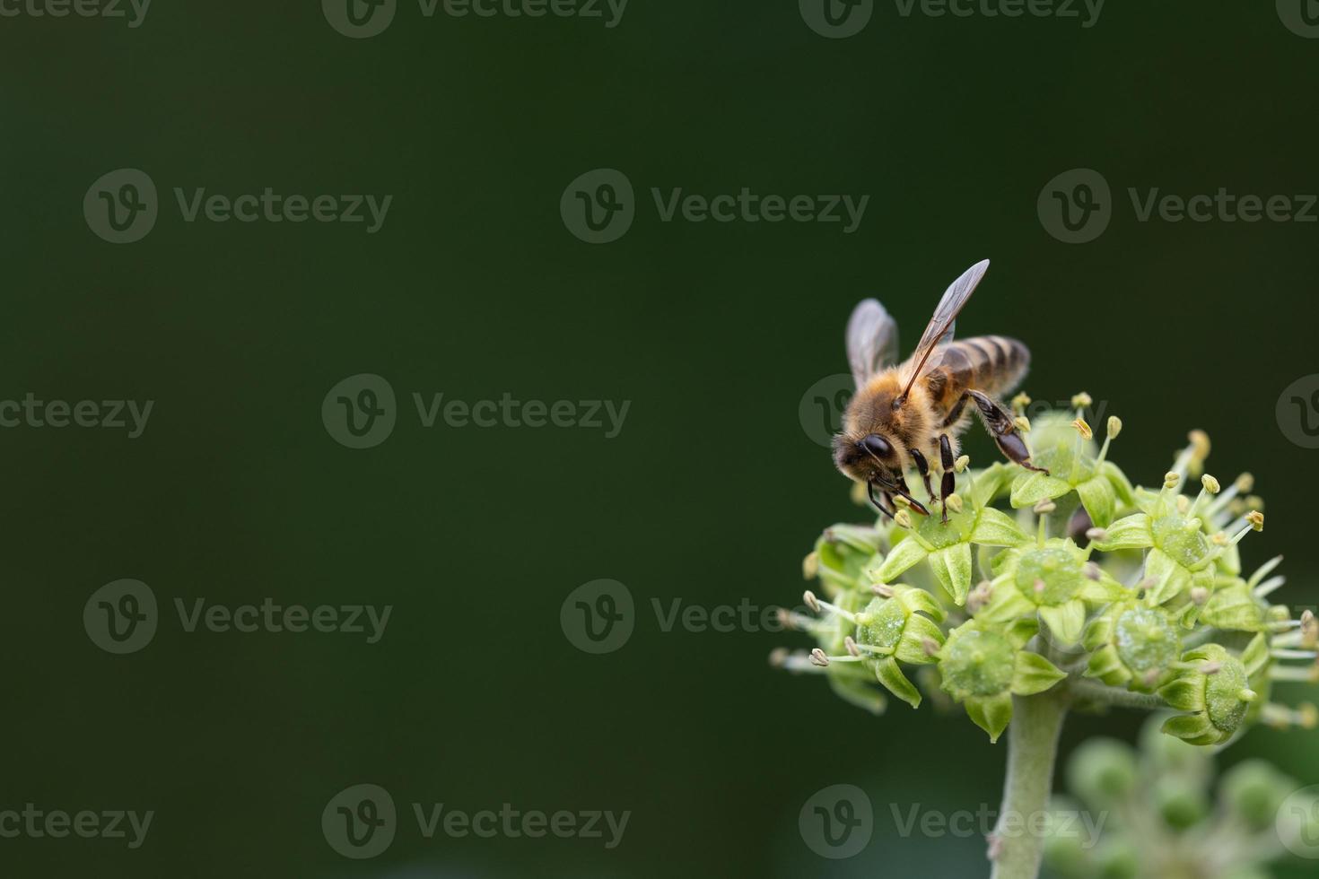 A small honey bee sits on the flower of a wild ivy plant in September. The bee sits at the bottom right. There is a lot of space for text. photo