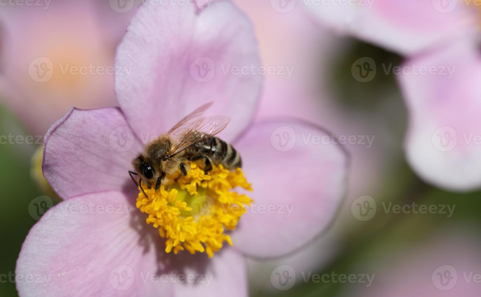 Close up of a small honey bee sitting on a pink autumn anemone looking for pollen. photo