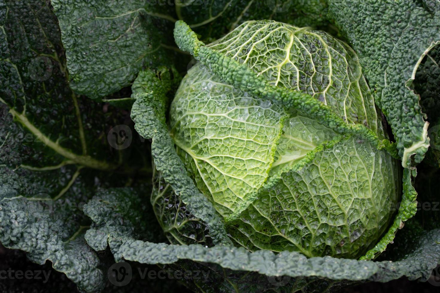 Background and texture of savoy cabbage growing in the field. The green leaves are covered with water droplets. photo