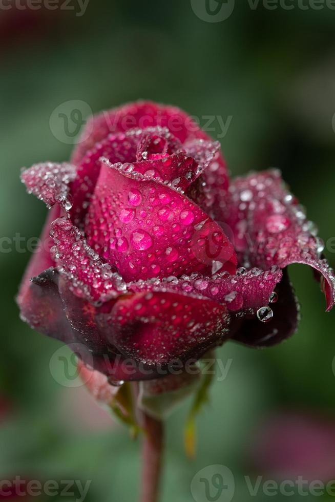 Close-up of a red rose covered in water drops. The rose is outdoors, in nature. The image is in portrait format. photo