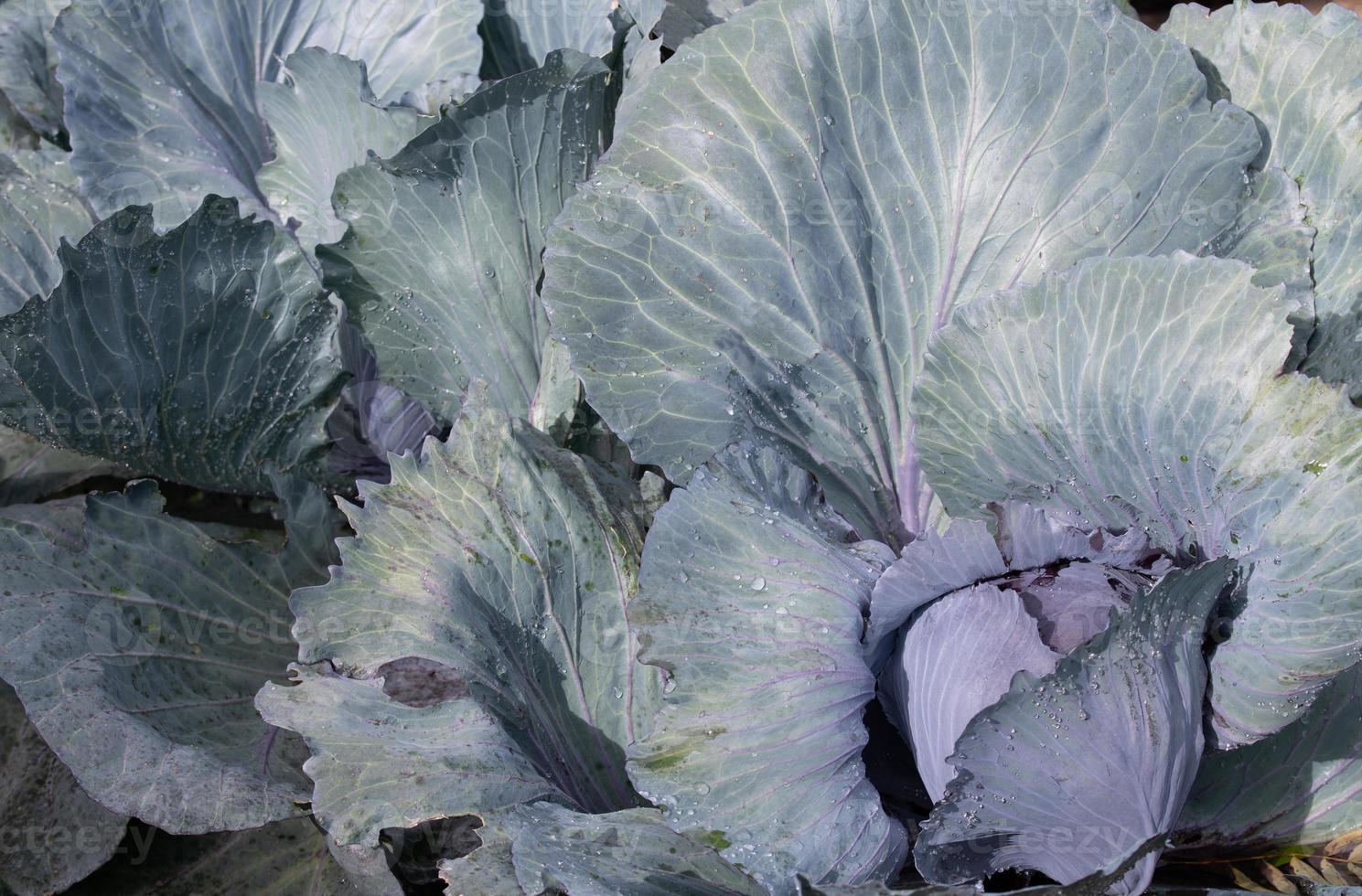 Background and texture of red cabbage growing in the field. The blue and purple leaves are covered with water droplets. photo
