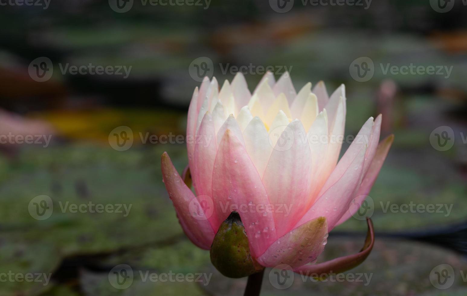 A blooming pink water lily grows out of a pond. The flower is wet with drops of water. photo