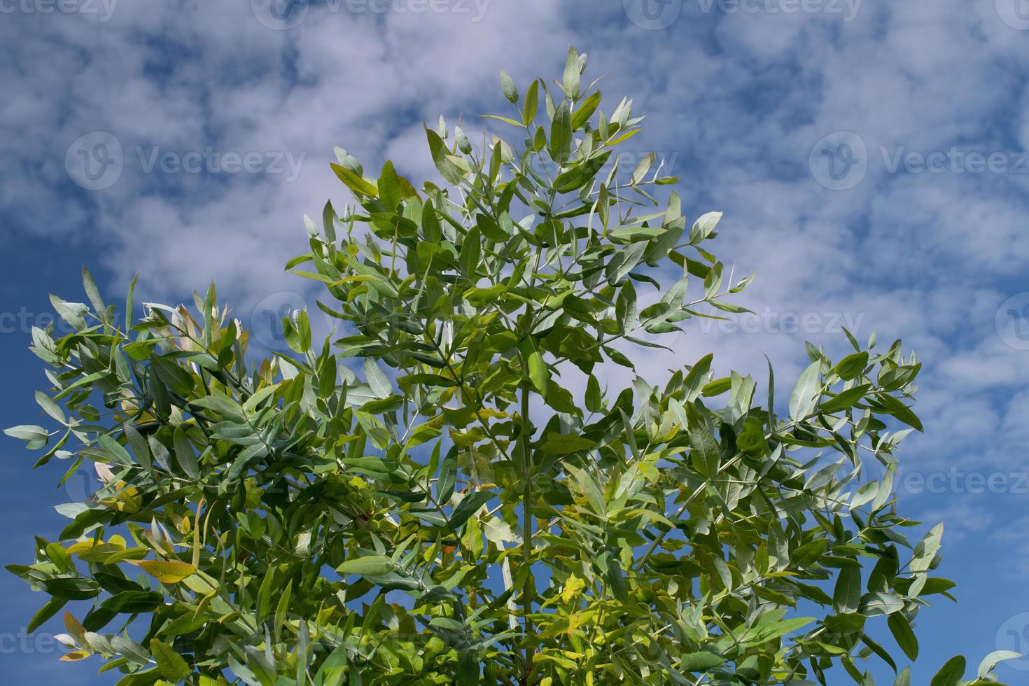 The green twigs and branches of a young eucalyptus tree rise into the blue sky covered with white clouds. photo