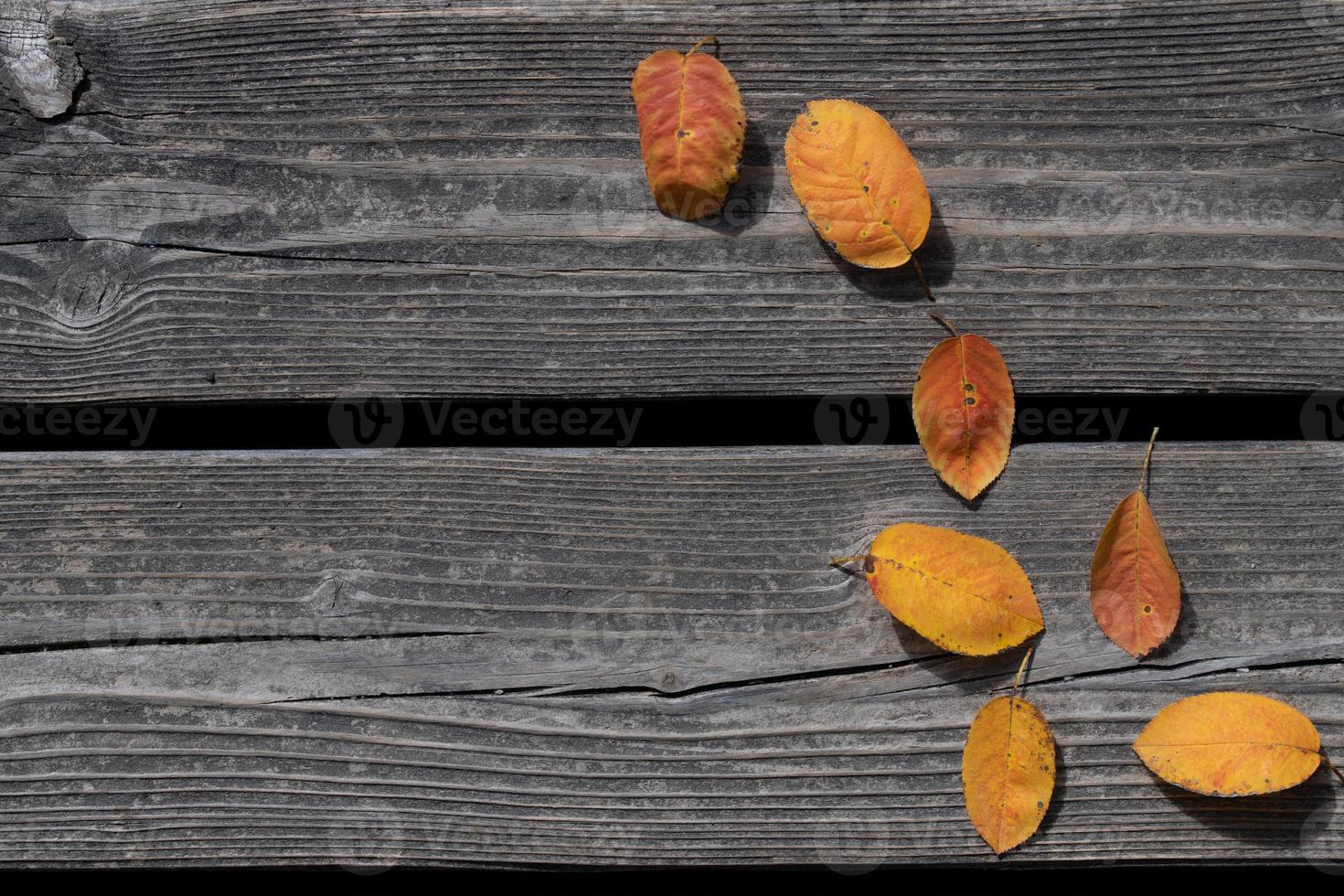 Background of dry wooden planks with space for text. Colorful autumn leaves that have fallen from trees lie on the wood. photo