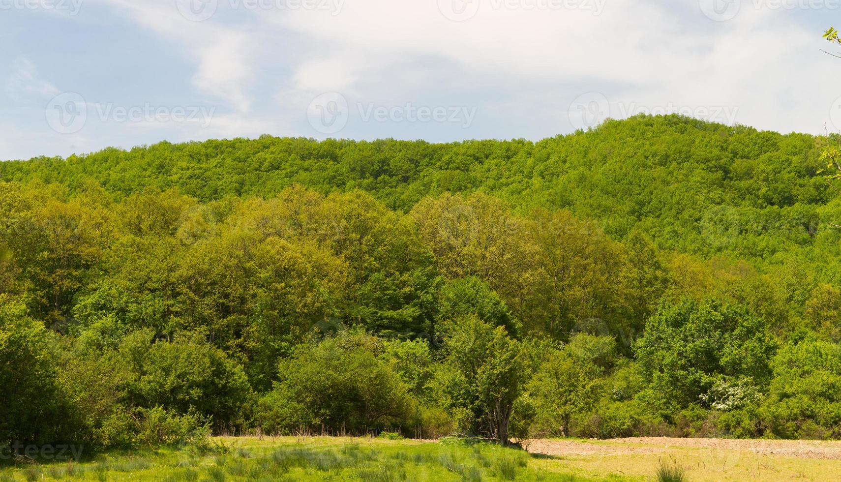 Forest in Istanbul photo