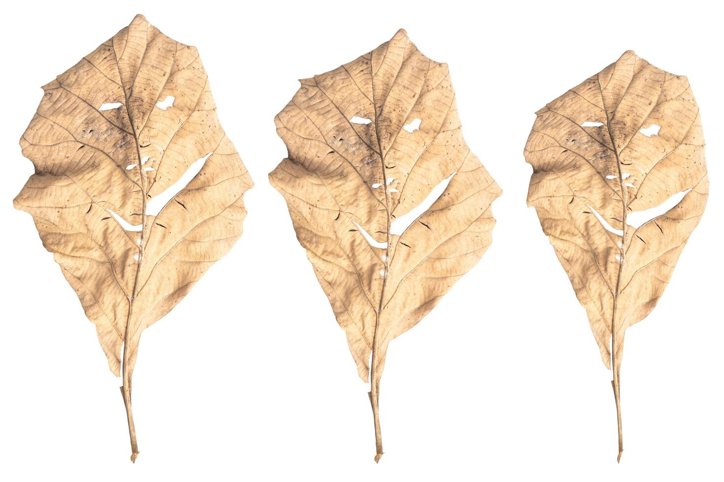 Dry leaves shaped like smiling isolated on white background. photo