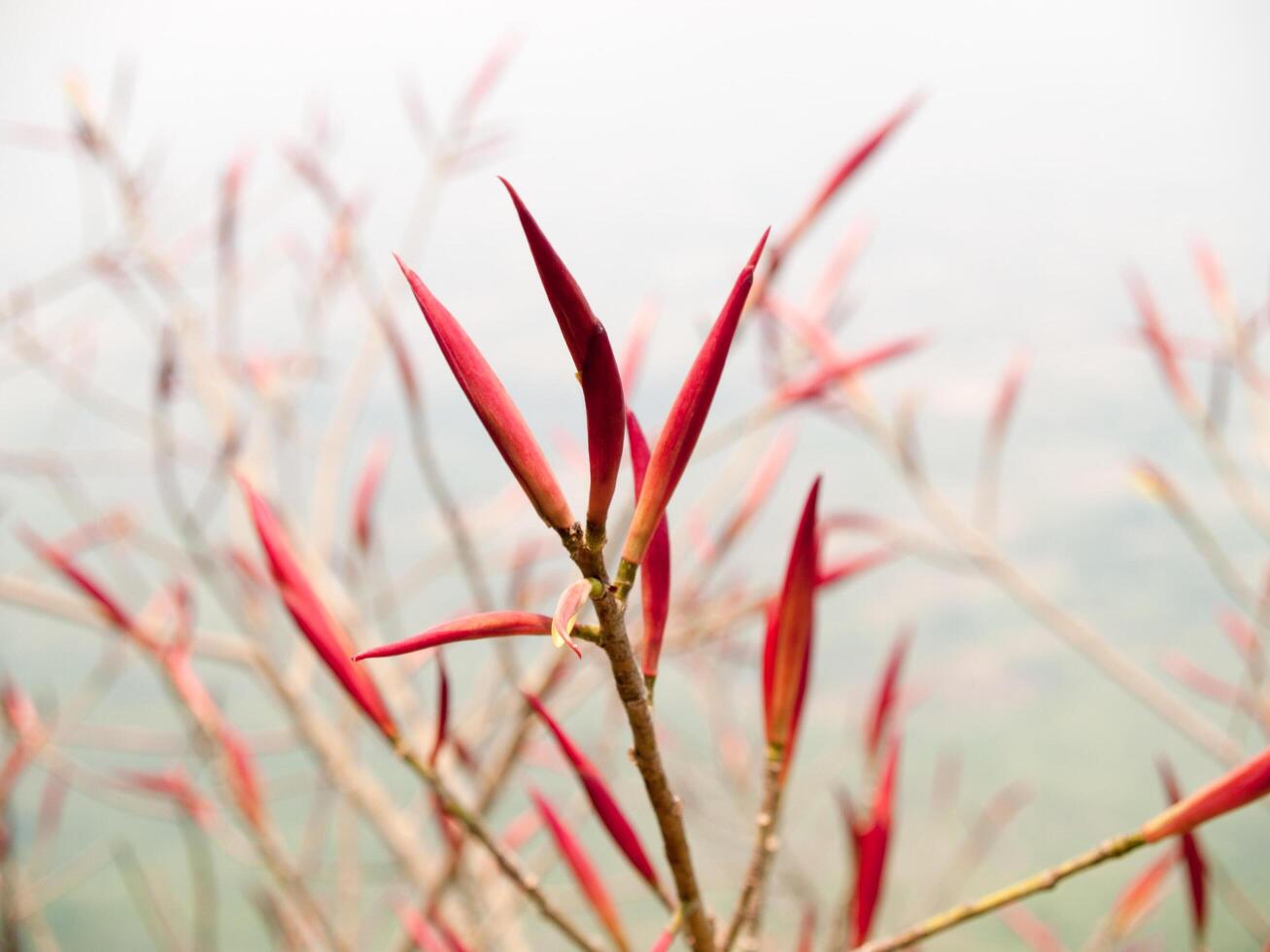 The close-up image of red flowers with background out of focus photo