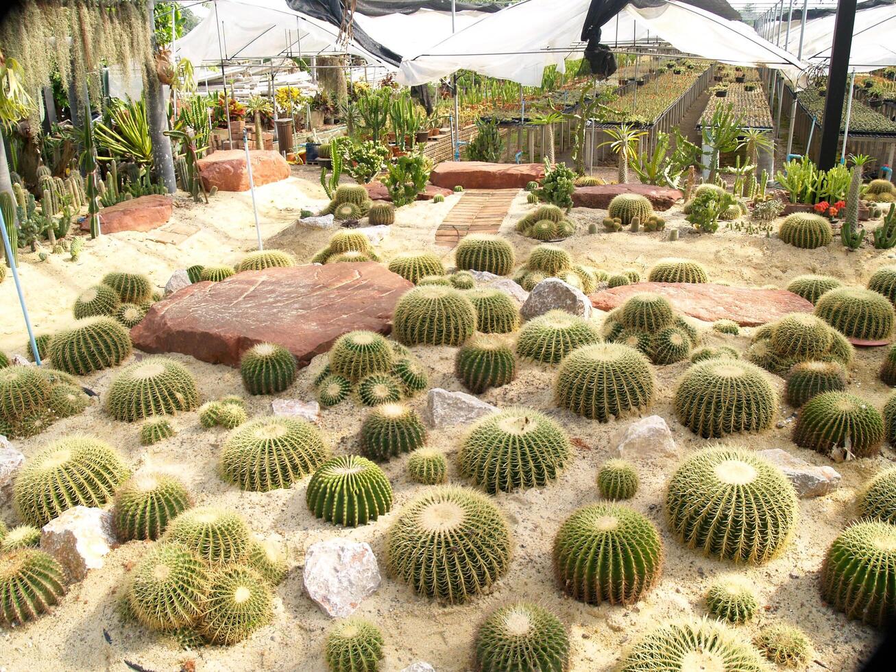 Many cactus trees planted around the large stone photo