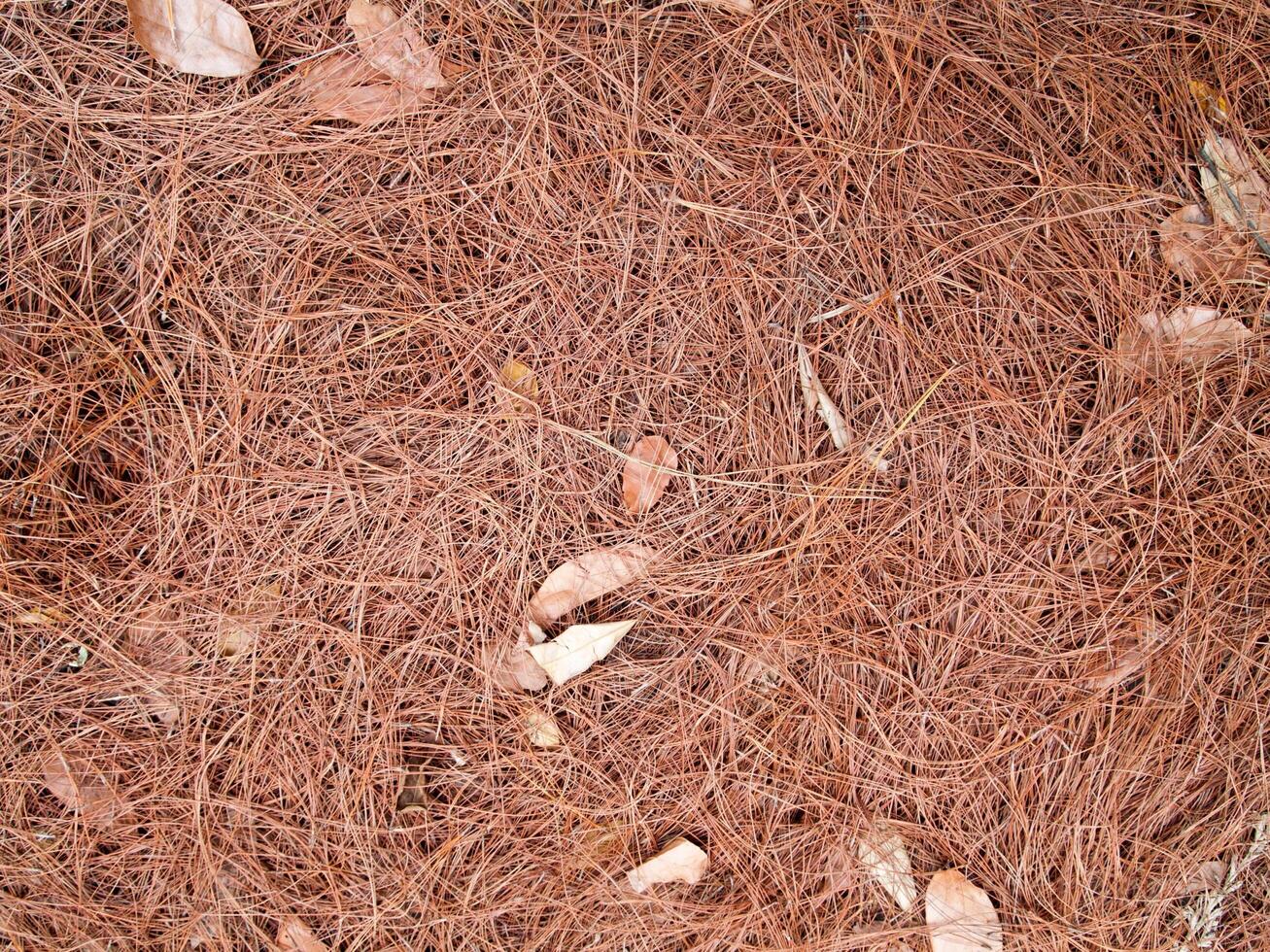 Texture of dry leaves use for backgrounds images photo