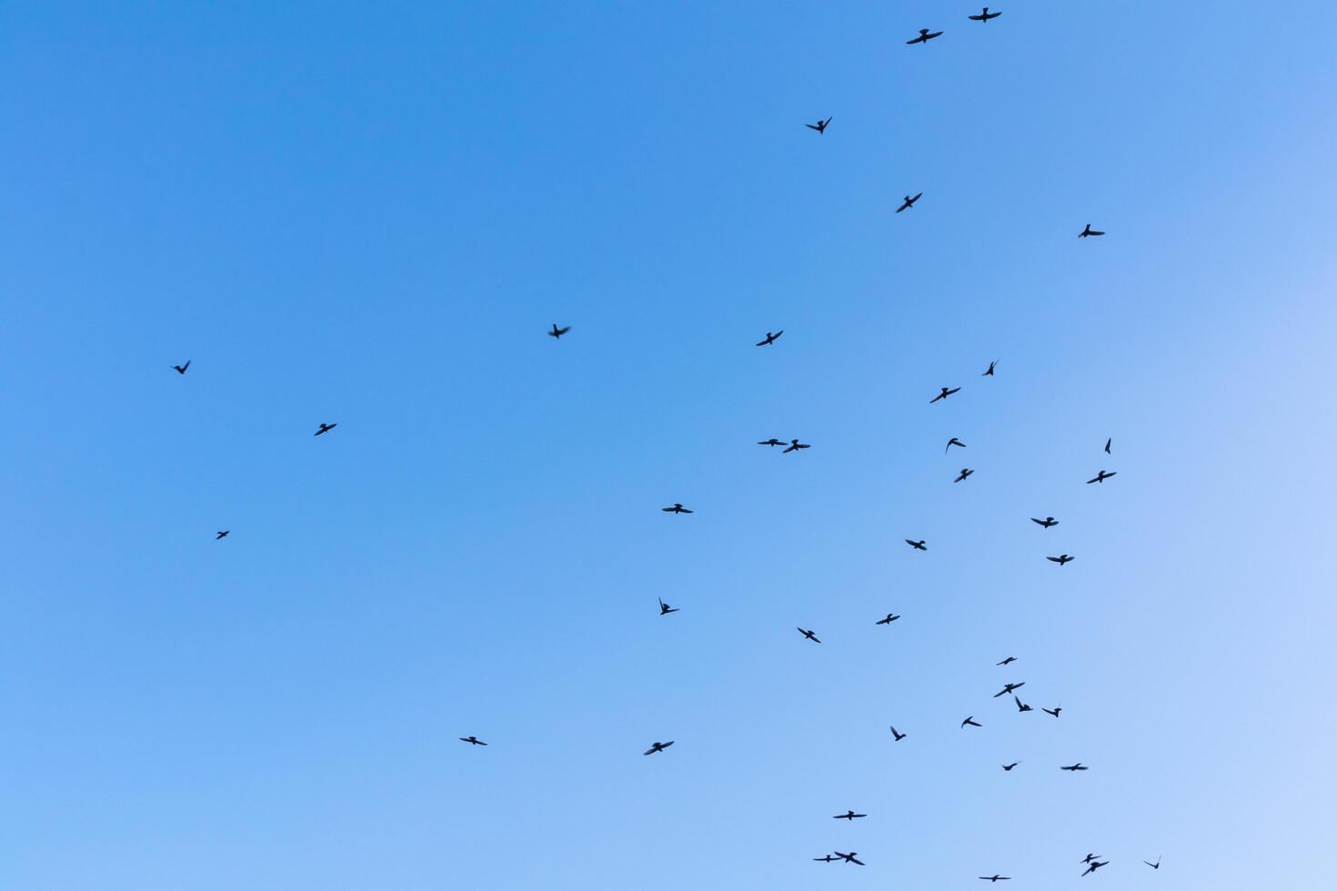 los pájaros vuelan en el cielo azul, imagen de fondo del cielo foto