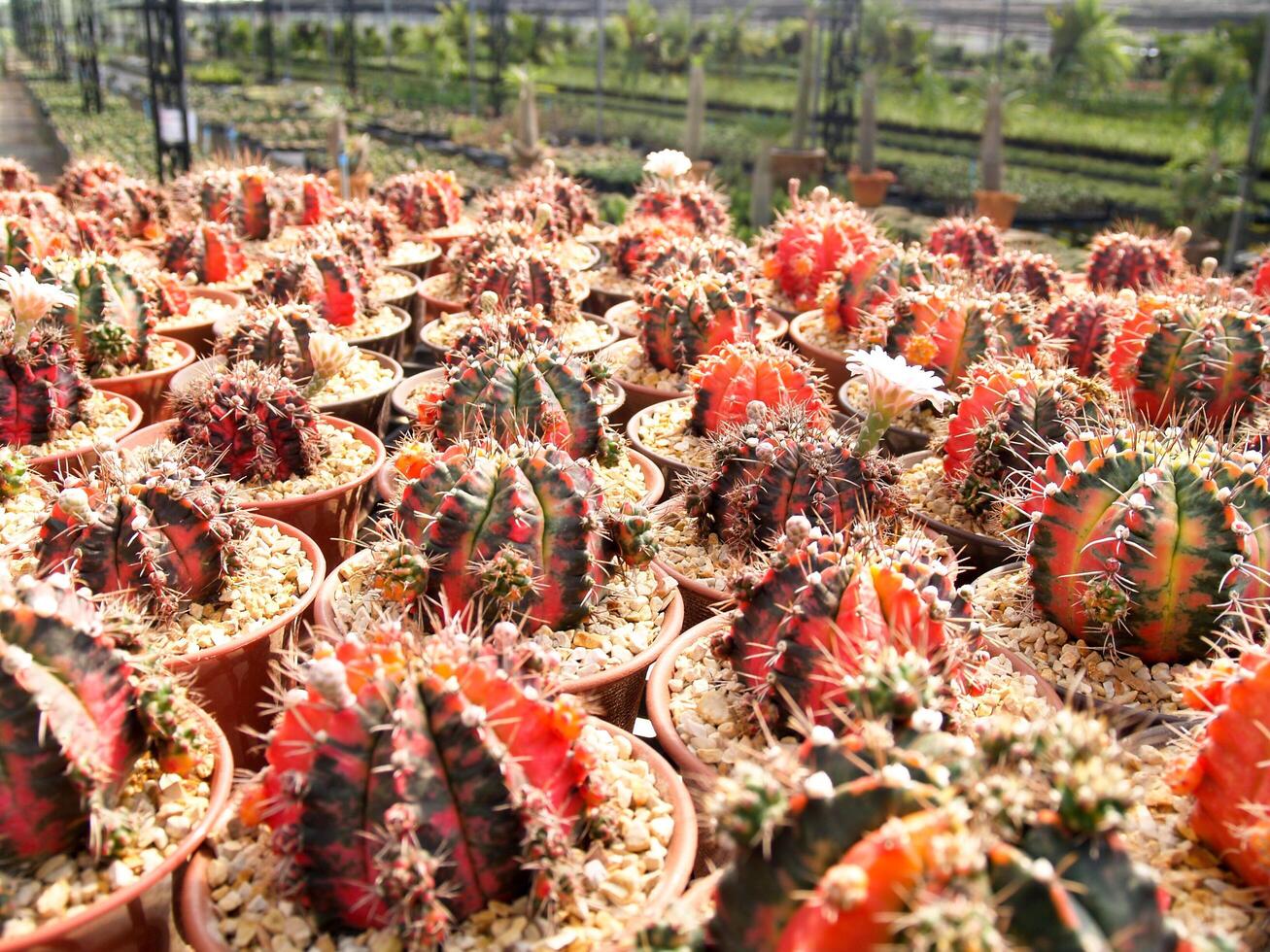 Red cactus in the garden photo