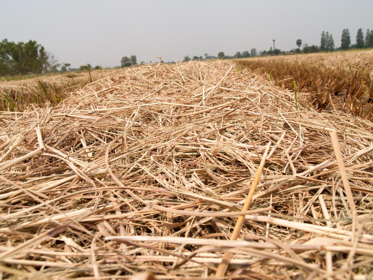 The straw dry in the field with a blurred background photo