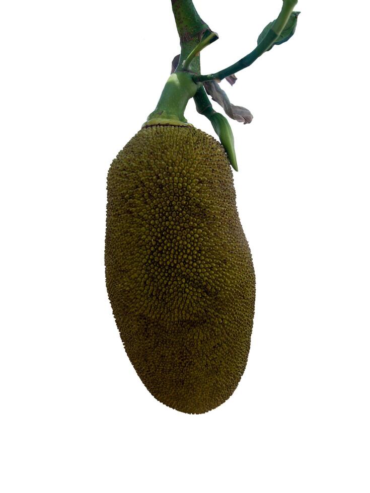 Green jackfruit on the tree with Isolated on white background photo