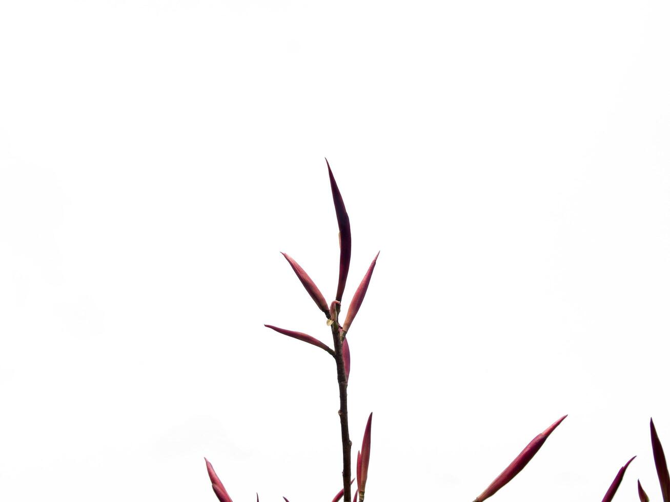 The close-up image of red flowers with Isolated on white background photo