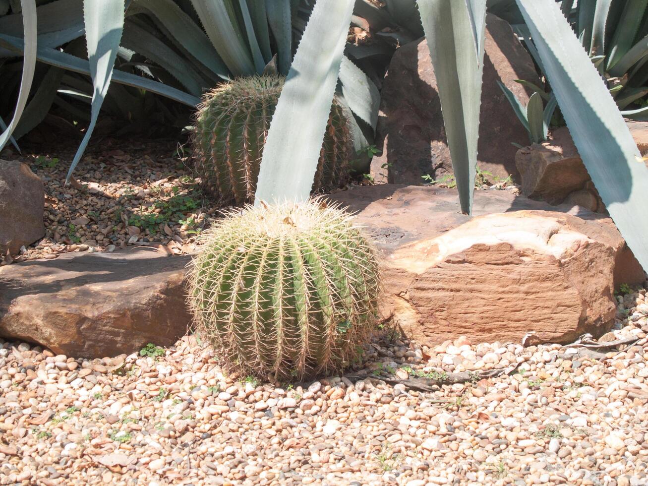 Echinocactus grusonii or cactus with around the pebble photo