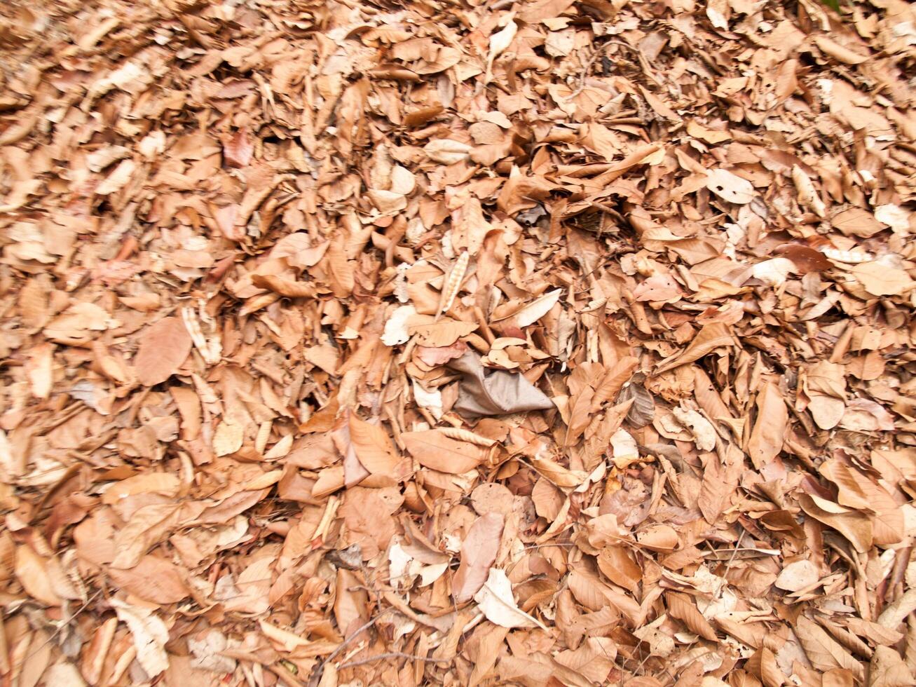 Texture of dry leaves use for backgrounds images photo
