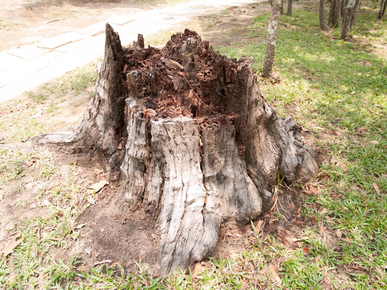 Texture of tree stump for background images photo